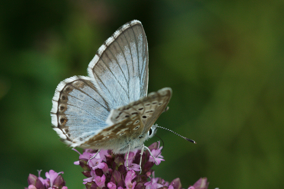 Polyommatus coridon - ezüstkék boglárka
