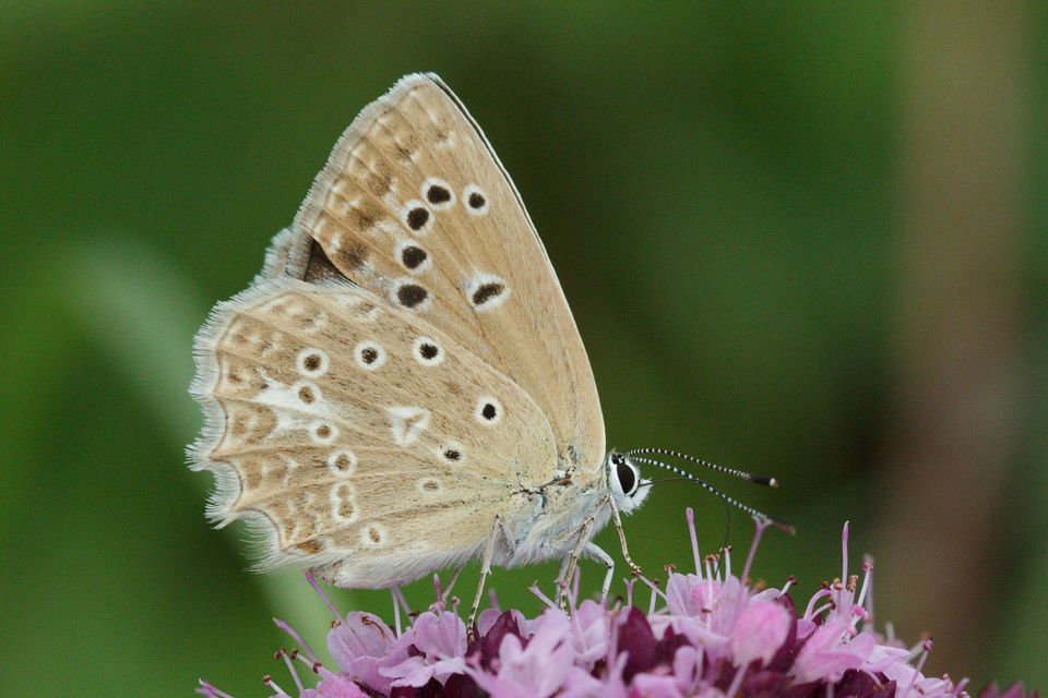 Polyommatus daphnis - csipkés boglárka