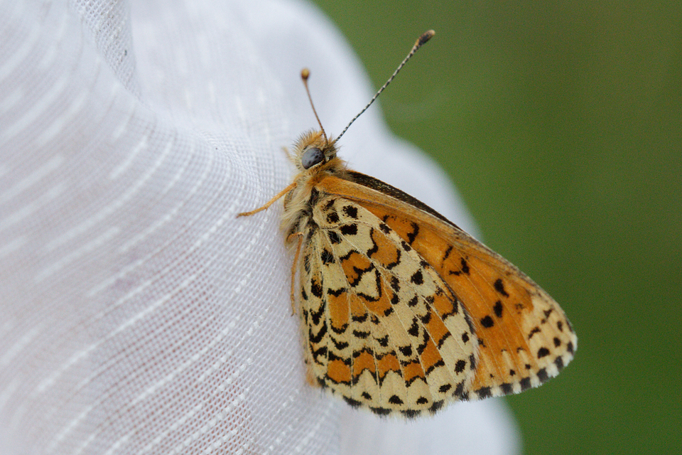 Melitaea trivia - kis tarkalepke