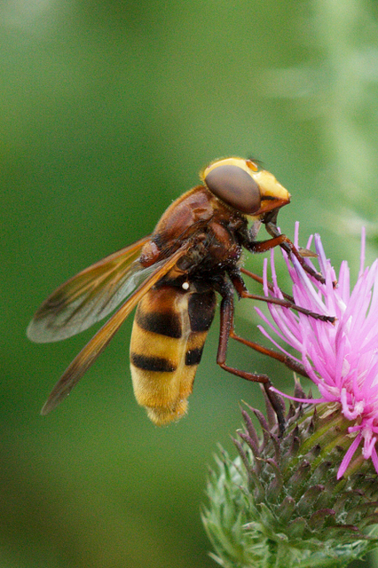 Volucella zonaria - kétöves pihelégy