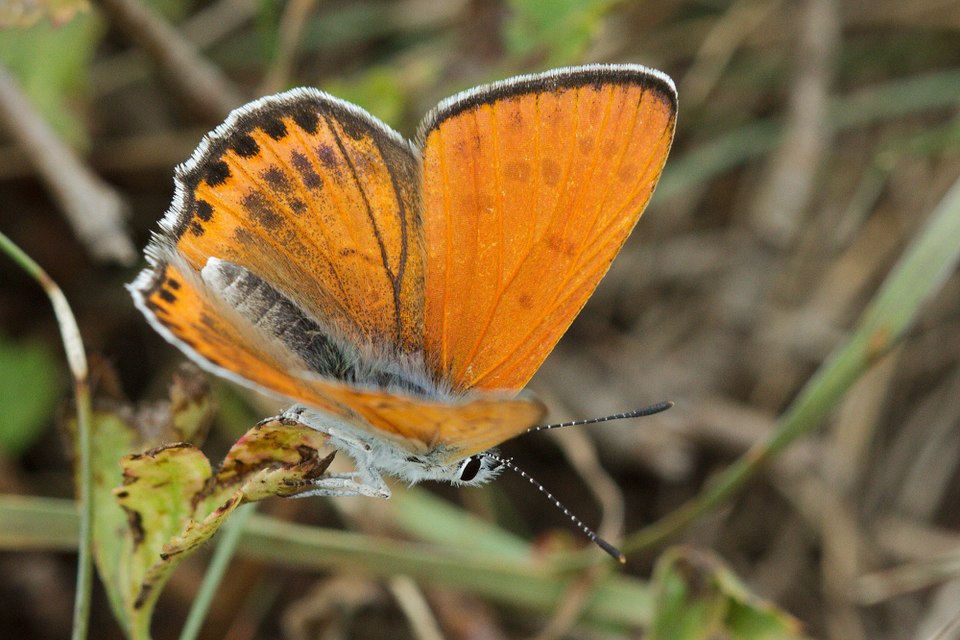 Lycaena thersamon - kis tűzlepke