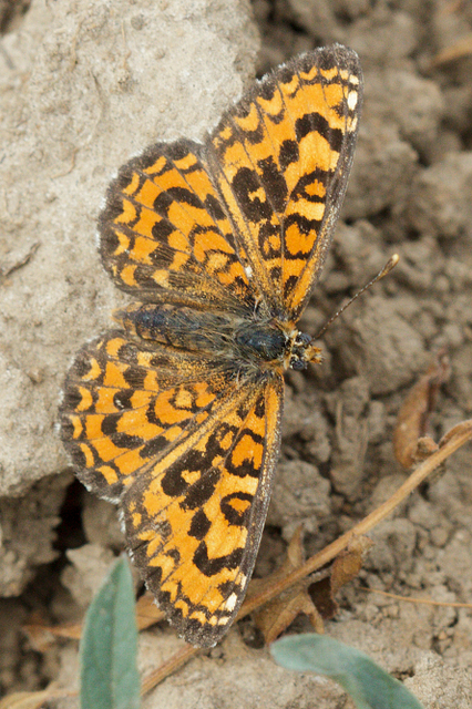Melitaea trivia - kis tarkalepke
