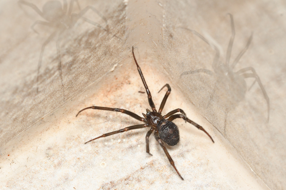 Steatoda grossa - nagy faggyúpók
