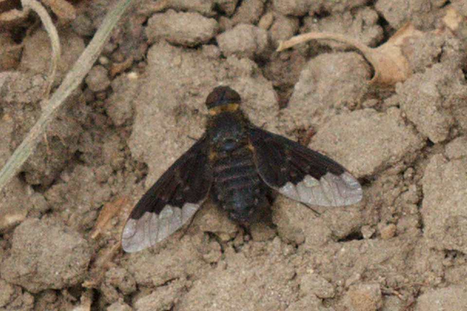 Hemipenthes morio - közönséges gyászlégy