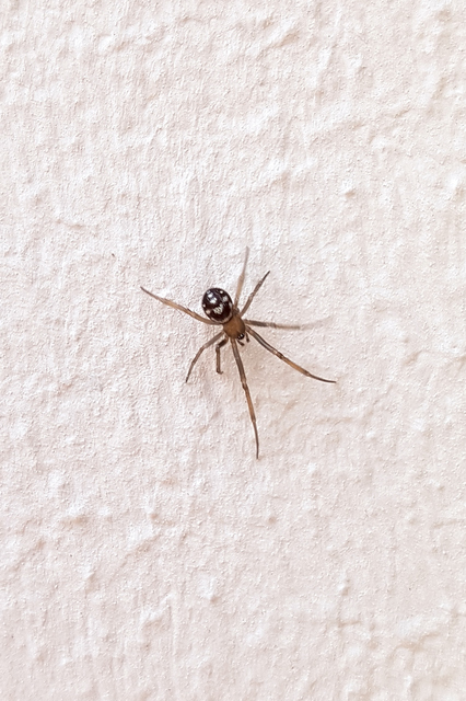 Steatoda grossa - nagy faggyúpók
