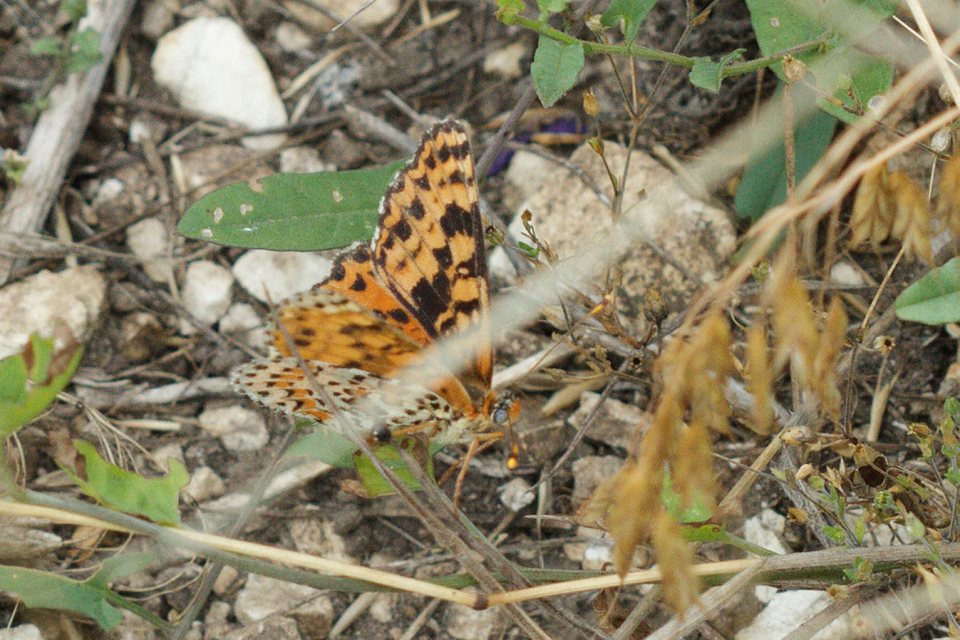 Melitaea didyma - tüzes tarkalepke