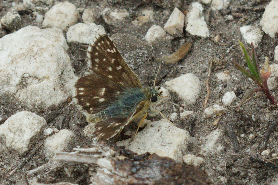 Spialia orbifer - törpe busalepke
