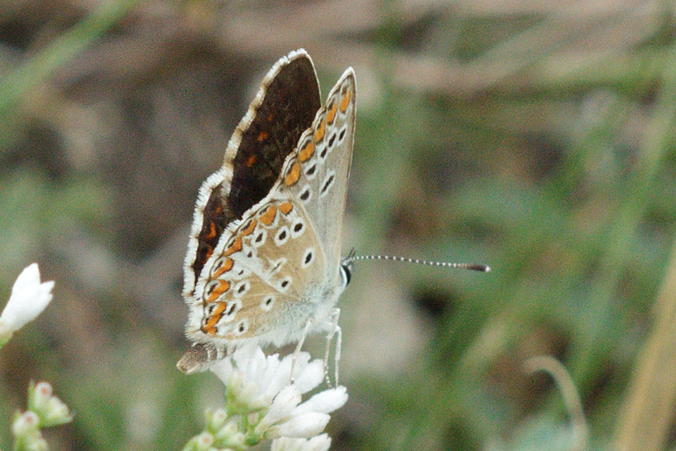 Aricia agestis - szerecsenboglárka