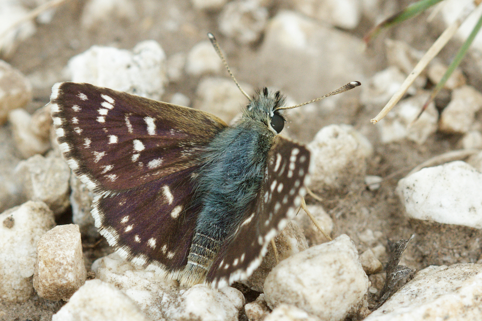 Spialia orbifer - törpe busalepke