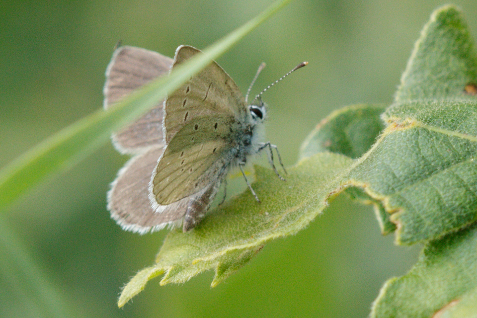 Cupido minimus - törpeboglárka Cupido minimus - törpeboglárka
