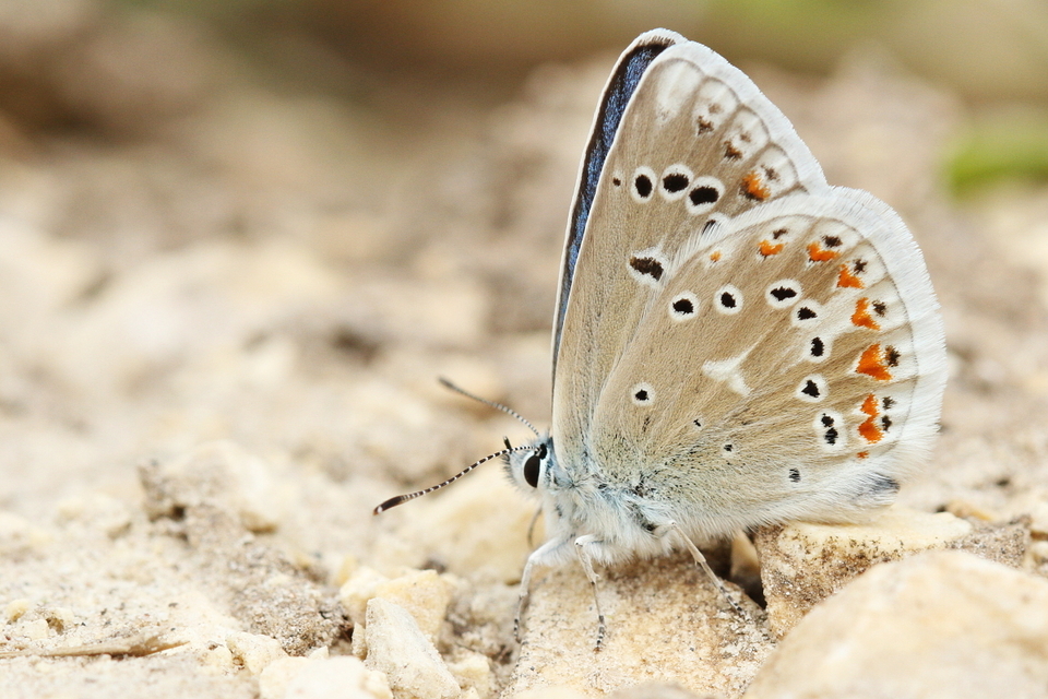 Polyommatus dorylas - fénylő boglárka