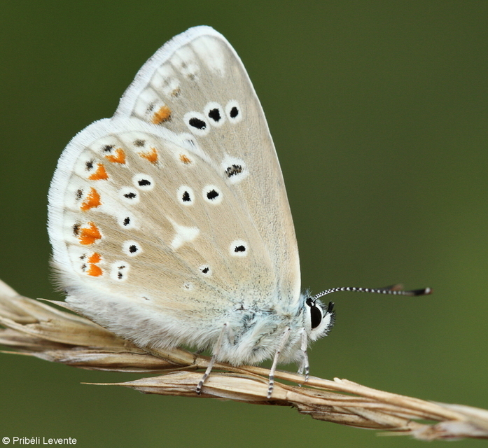 Polyommatus dorylas - fénylő boglárka