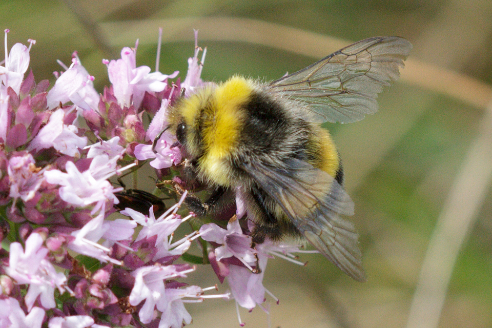 Bombus lucorum