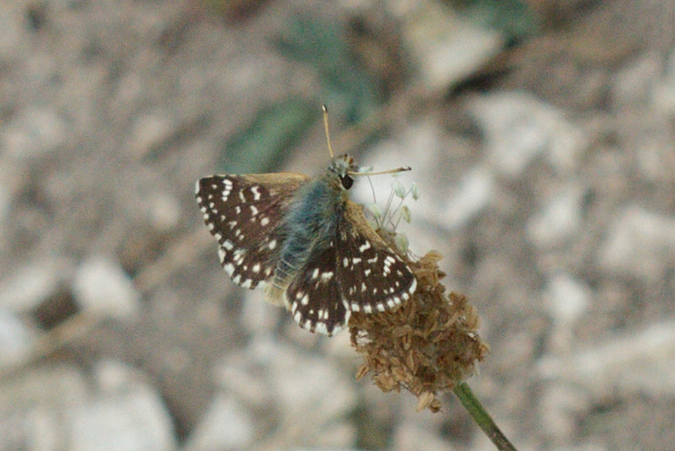 Spialia orbifer - törpe busalepke