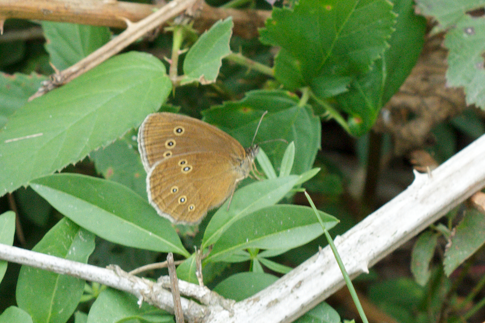 Aphantopus hyperanthus - közönséges ökörszemlepke