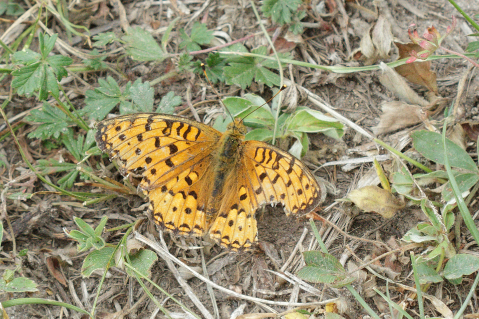 Argynnis aglaja - kerekfoltú gyöngyházlepke