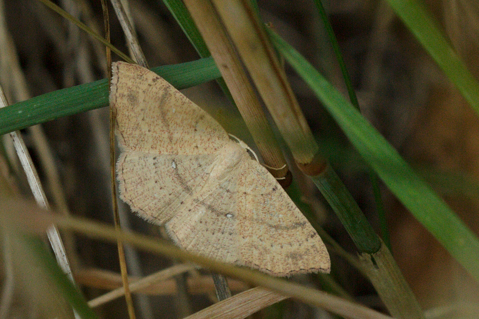 Cyclophora linearia - vonalas pettyesaraszoló