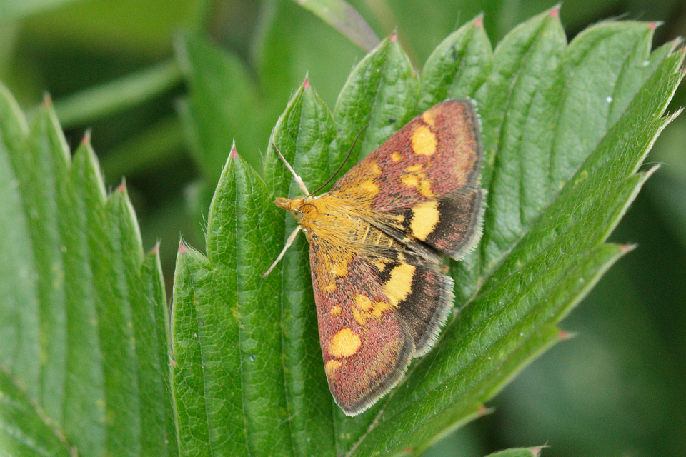 Pyrausta aurata - aranyló bíbormoly