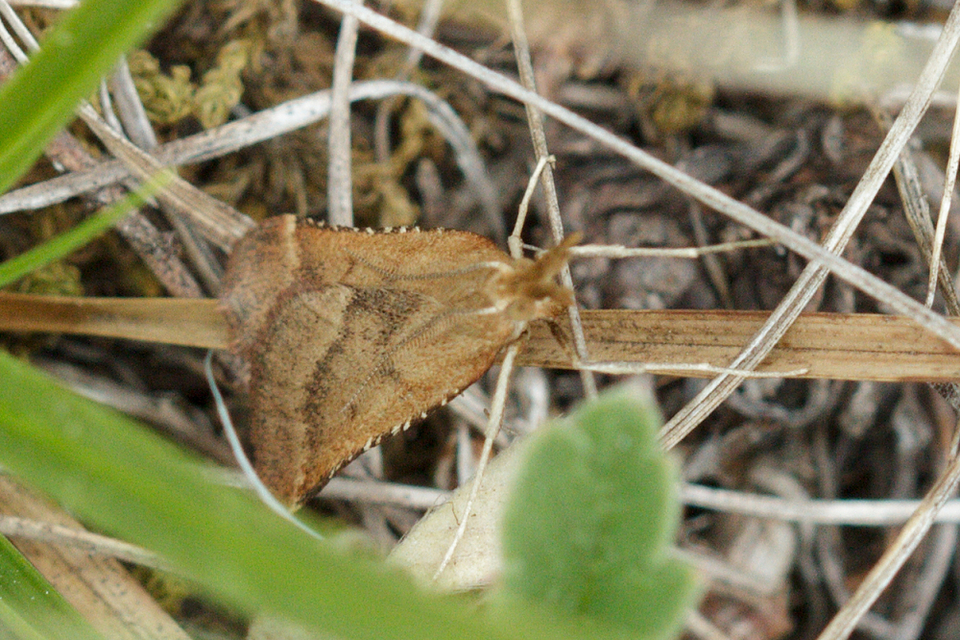 Synaphe punctalis - hosszúlábú fényilonca