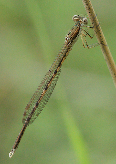 Sympecma fusca - téli rablószitakötő
