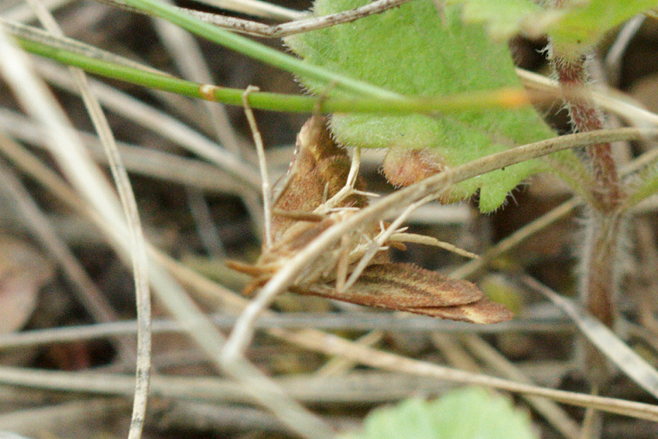 Synaphe punctalis - hosszúlábú fényilonca