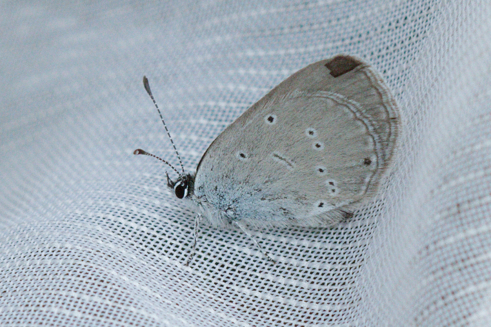 Cupido minimus - törpeboglárka Cupido minimus - törpeboglárka