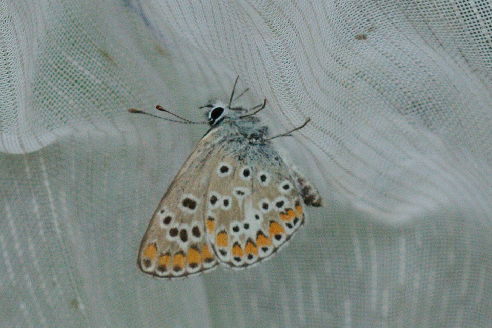Aricia agestis - szerecsenboglárka