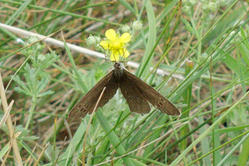 Aphantopus hyperanthus - közönséges ökörszemlepke
