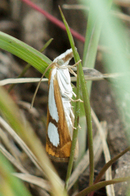 Catoptria pinella - ezüstös fűgyökérmoly