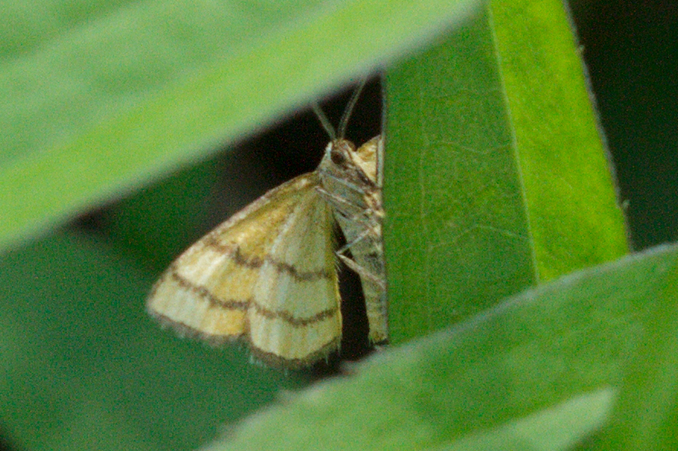 Idaea aureolaria - aranyos sávosaraszoló