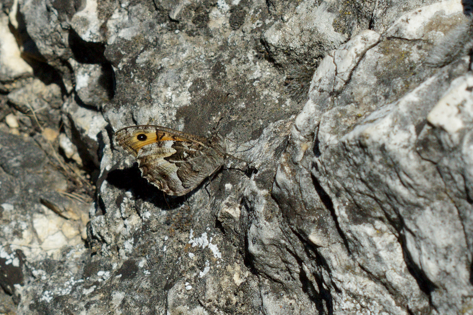 Hipparchia semele - barna szemeslepke
