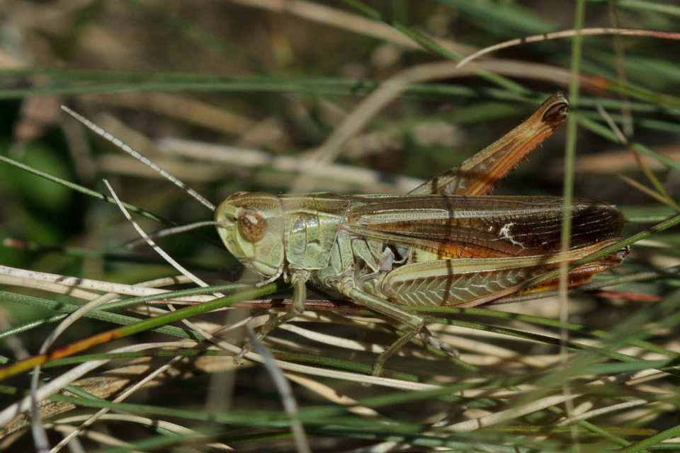 Stenobothrus lineatus - jajgató rétisáska