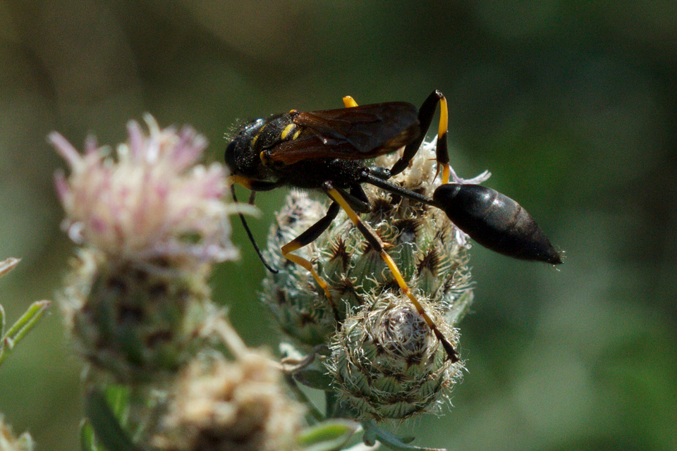 Sceliphron caementarium - feketenyelű lopódarázs