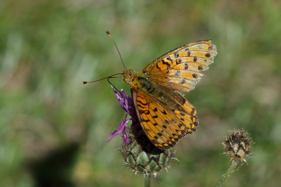 Argynnis aglaja - kerekfoltú gyöngyházlepke