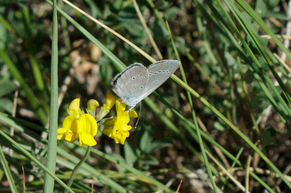 Cupido minimus - törpeboglárka Cupido minimus - törpeboglárka