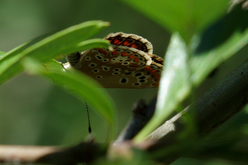 Aricia agestis - szerecsenboglárka