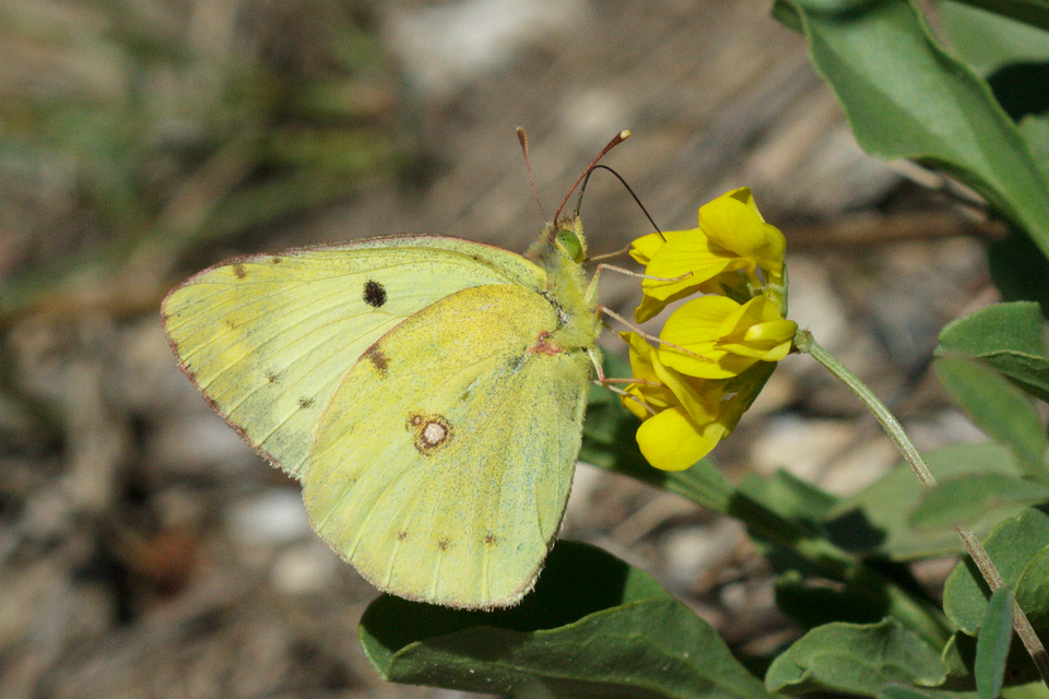 Colias alfacariensis - déli kéneslepke