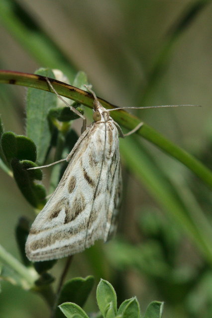 Loxostege aeruginalis - cifra tűzmoly