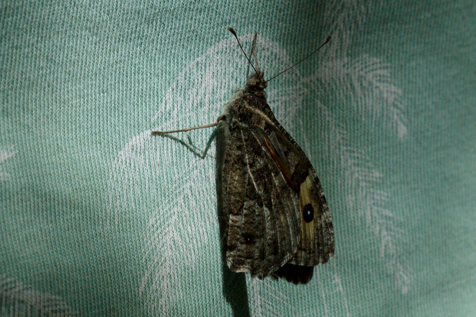 Hipparchia semele - barna szemeslepke