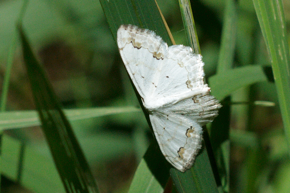 Scopula ornata - díszes fehéraraszoló