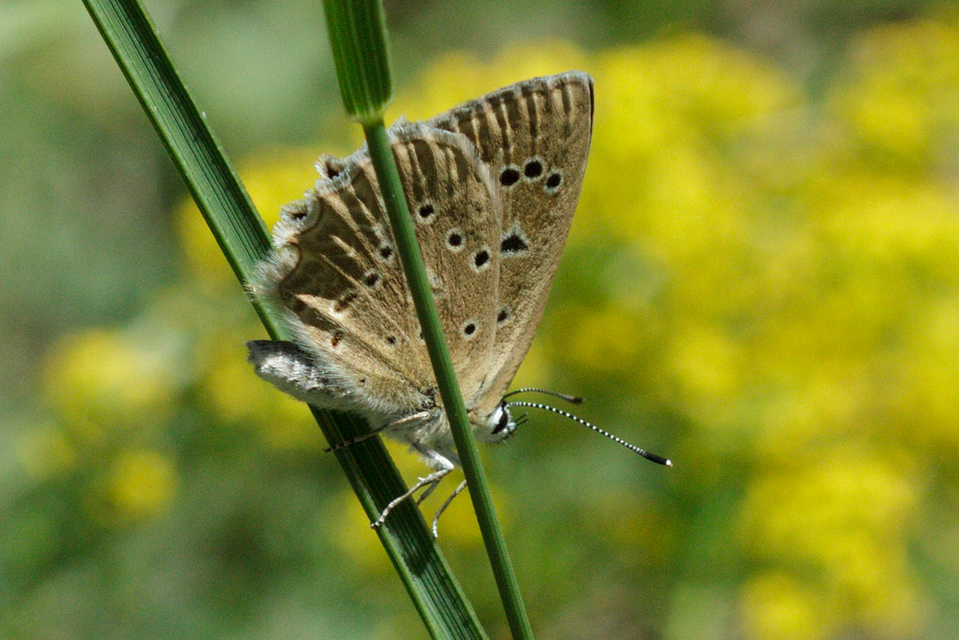 Polyommatus daphnis - csipkés boglárka