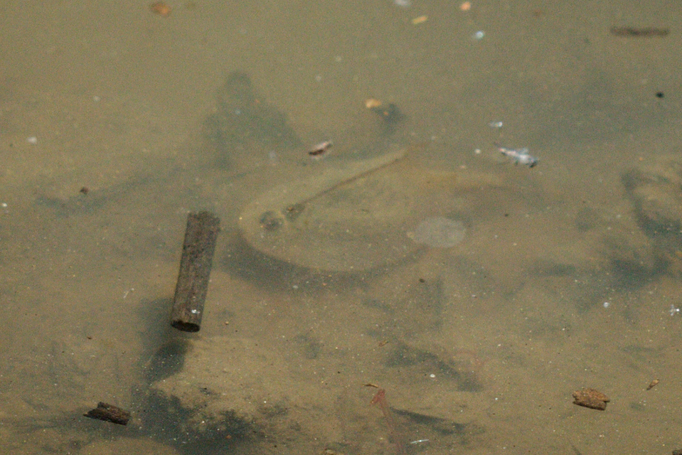 Triops cancriformis - nyári pajzsosrák