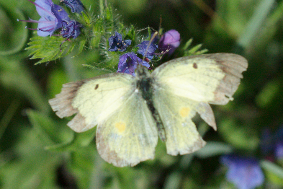 Colias erate - csángó-kéneslepke