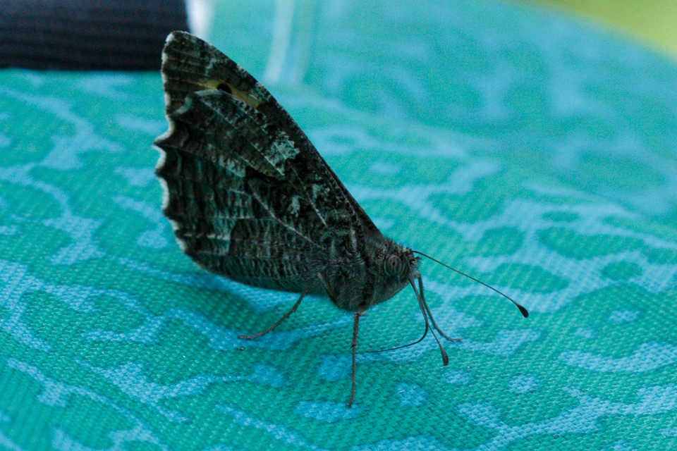 Hipparchia semele - barna szemeslepke
