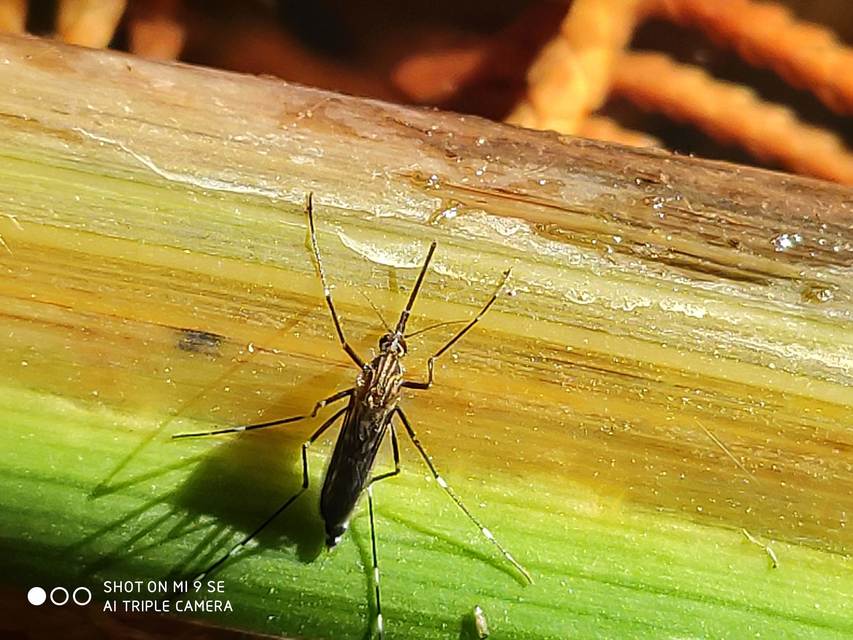Aedes japonicus/koreicus