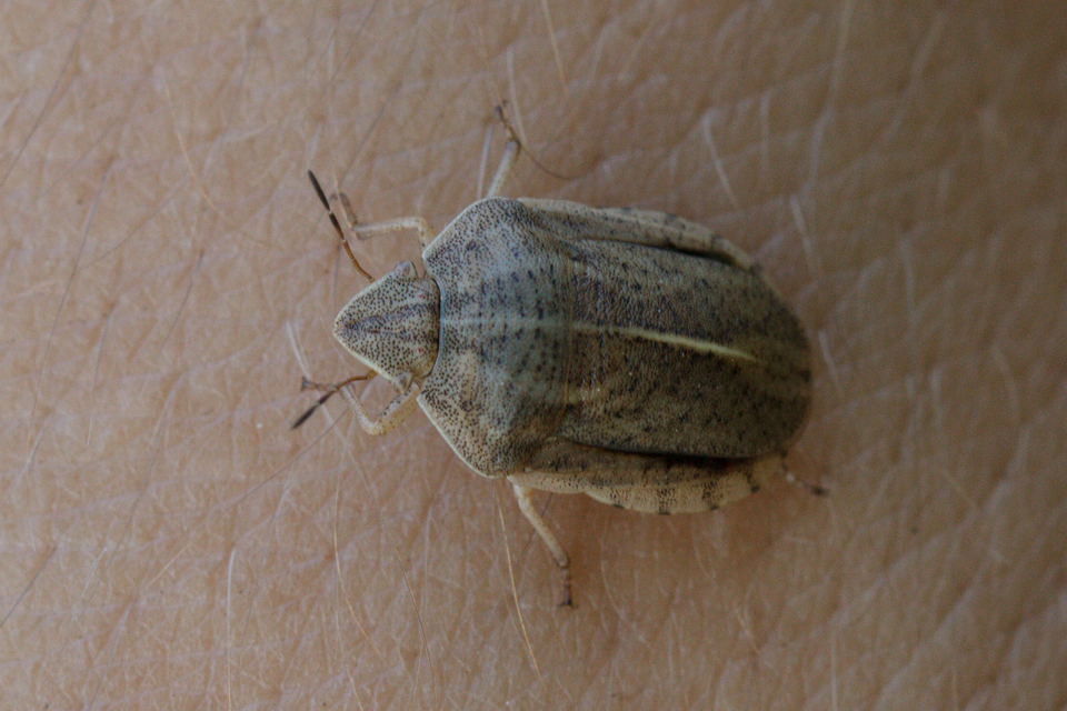 Eurygaster austriaca - osztrákpoloska Eurygaster austriaca - osztrákpoloska