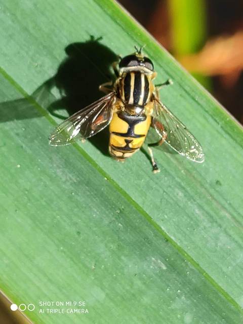 Helophilus pendulus - közönséges mocsárilégy