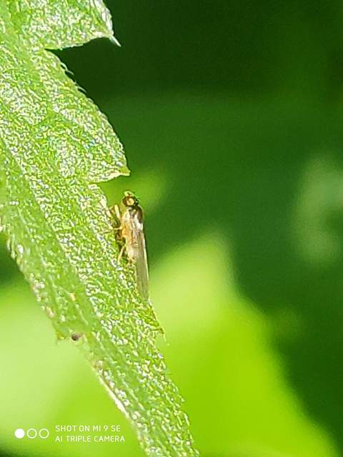 Chloropidae - gabonalegyek