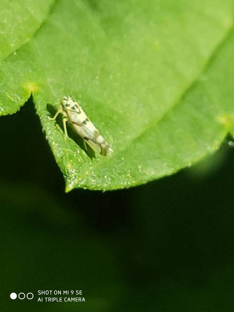 Eupteryx atropunctata