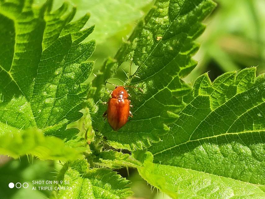 Neocrepidodera ferruginea - közönséges pázsitfű-földibolha